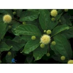 Knopbusk Cephalanthus Occidentalis Potte 2,0 Liter,- 30-40 Cm. 8 Knopbusk Cephalanthus Occidentalis Potte 2,0 Liter,- 30-40 Cm. -Osmo Salgsbutik p525 432 cephalanthus occidentalis 9f0e
