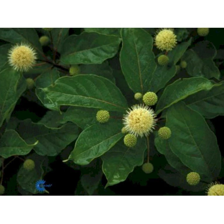 Knopbusk Cephalanthus Occidentalis Potte 2,0 Liter,- 30-40 Cm. 5 Knopbusk Cephalanthus Occidentalis Potte 2,0 Liter,- 30-40 Cm. - Billede 3