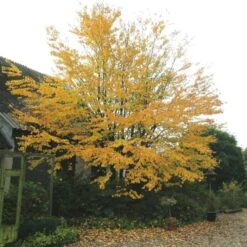 Hjertetræ Cercidiphyllum Japonicum Potte 12 Liter,- 100-125 Cm. -Osmo Salgsbutik p528 47311 cercidiphyllum japonicum a0fa