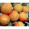 Abrikos 'Orangered' Prunus Armeniaca 'Orangered' 5 Liter Potte 2 Abrikos 'Orangered' Prunus Armeniaca 'Orangered' 5 Liter Potte -Osmo Salgsbutik p5335 3944 prunus armeniaca orangered 6cfc