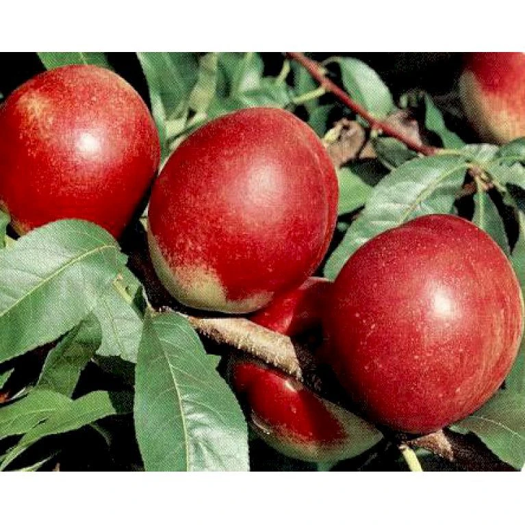 Nektarin 'Nectared' Prunus Var. Nucipersica 'Nectared' 5 Liter Potte 3 Nektarin 'Nectared' Prunus Var. Nucipersica 'Nectared' 5 Liter Potte