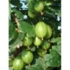 Tornfri Stikkelsbær 'Tatjana' Ribes Uva-crispa 'Tatjana' 3,5 Liter Potte -Osmo Salgsbutik p5344 3950 ribes uva crispa tatjana 7273