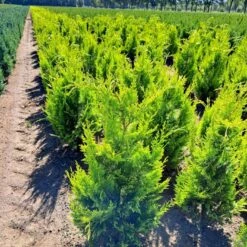 Cypres 'Ivonne' Chamaecyparis Lawsoniana 'Ivonne' Med Klump,- 80-100 Cm. 13 Cypres 'Ivonne' Chamaecyparis Lawsoniana 'Ivonne' Med Klump,- 80-100 Cm. -Osmo Salgsbutik p542 52572 chamaecyparis lawsoniana ivonne c9b3