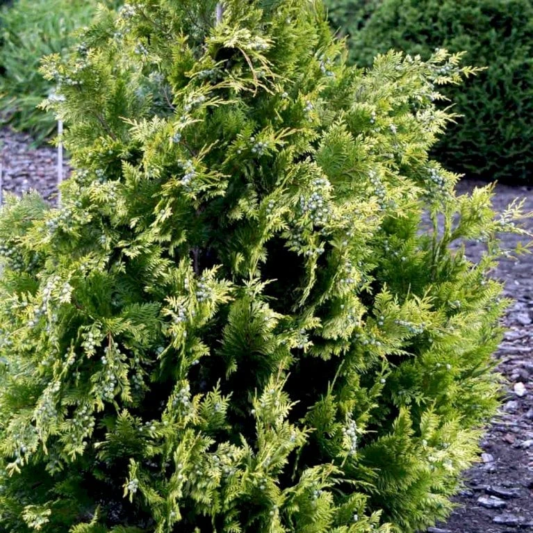 Cypres 'Ivonne' Chamaecyparis Lawsoniana 'Ivonne' Med Klump,- 80-100 Cm. 6 Cypres 'Ivonne' Chamaecyparis Lawsoniana 'Ivonne' Med Klump,- 80-100 Cm. - Billede 4