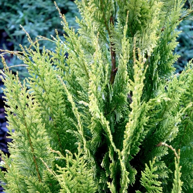 Cypres 'Ivonne' Chamaecyparis Lawsoniana 'Ivonne' Med Klump,- 80-100 Cm. 8 Cypres 'Ivonne' Chamaecyparis Lawsoniana 'Ivonne' Med Klump,- 80-100 Cm. - Billede 6