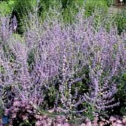 Russisk Salvie 'Blue Spire' Perovskia Atriplicifolia 'Blue Spire' Potte 2 Liter. -Osmo Salgsbutik p5598 4154 perovskia atriplicifolia blue spire 1283