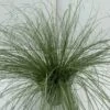Star 'Frosted Curls' Carex Comans 'Frosted Curls' Potte 2 Liter. 2 Star 'Frosted Curls' Carex Comans 'Frosted Curls' Potte 2 Liter. -Osmo Salgsbutik p5703 34094 carex albula frosted curls 94ef