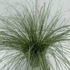 Star 'Frosted Curls' Carex Comans 'Frosted Curls' Potte 2 Liter.