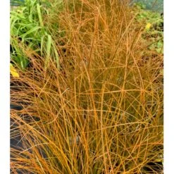 Star 'Prairie Fire' Carex Testacea 'Prairie Fire' Potte 2 Liter. -Osmo Salgsbutik p5705 36053 carex testacea acc1