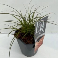 Star 'Prairie Fire' Carex Testacea 'Prairie Fire' Potte 2 Liter.