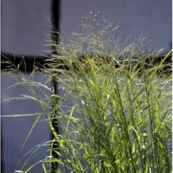 Rishirse 'Prairie Sky' Panicum Virgatum 'Prairie Sky' Potte 2,0 Liter,- 40-60 Cm. -Osmo Salgsbutik p5726 36573 panicum virgatum prairie sky d02e