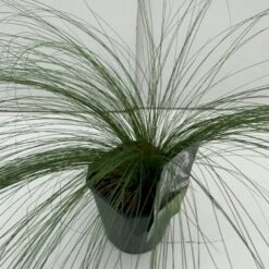 Fjergræs 'Pony Tails' Stipa Tenuissima 'Pony Tails' Potte 2 Liter.