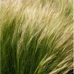 Fjergræs 'Pony Tails' Stipa Tenuissima 'Pony Tails' Potte 2 Liter. -Osmo Salgsbutik p5730 36575 stipa tenuissima pony tails 5d8e