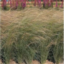 Fjergræs 'Pony Tails' Stipa Tenuissima 'Pony Tails' Potte 2 Liter. -Osmo Salgsbutik p5730 36576 stipa tenuissima pony tails bb01