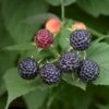 Sommer Hindbær 'Black Jewel' Rubus Idaeus 'Black Jewel' Potte 2,0 Liter,- Opbundet 2 Sommer Hindbær 'Black Jewel' Rubus Idaeus 'Black Jewel' Potte 2,0 Liter,- Opbundet -Osmo Salgsbutik p5756 50660 rubus idaeus black jewel 9a0a