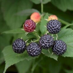 Sommer Hindbær 'Black Jewel' Rubus Idaeus 'Black Jewel' Potte 2,0 Liter,- Opbundet