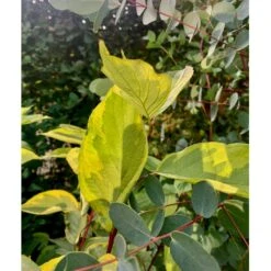 Gulbroget Kornel 'Gouchaultii' Cornus Alba 'Gouchaultii' Potte 6,5 Liter 60-80 Cm. -Osmo Salgsbutik p606 36624 cornus alba gouchaultii b9e2