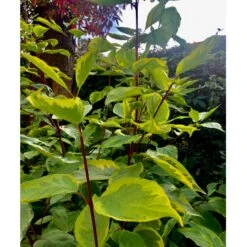 Gulbroget Kornel 'Gouchaultii' Cornus Alba 'Gouchaultii' Potte 6,5 Liter 60-80 Cm. -Osmo Salgsbutik p606 36625 cornus alba gouchaultii a904