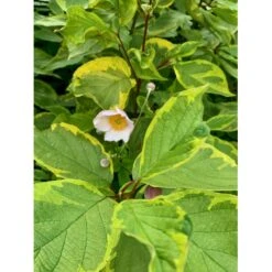 Gulbroget Kornel 'Gouchaultii' Cornus Alba 'Gouchaultii' Potte 6,5 Liter 60-80 Cm. -Osmo Salgsbutik p606 36626 cornus alba gouchaultii 7a38