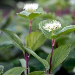 Rødgrenet Kornel 'Sibirica' Cornus Alba 'Sibirica' Barrods,- 1 års (0/1) 50-80 Cm. -Osmo Salgsbutik p607 54060 cornus alba sibirica 1e1a