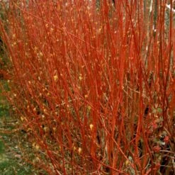 Rødgrenet Kornel 'Sibirica' Cornus Alba 'Sibirica' Barrods,- 1 års (0/1) 50-80 Cm. -Osmo Salgsbutik p607 54061 cornus alba sibirica de35