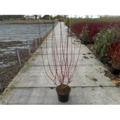Rødgrenet Kornel 'Sibirica' Cornus Alba 'Sibirica' Potte 12 Liter,- 100-125 Cm.