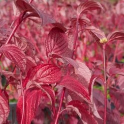 Rødgrenet Kornel 'Sibirica' Cornus Alba 'Sibirica' Potte 12 Liter,- 100-125 Cm. -Osmo Salgsbutik p608 47317 cornus alba sibirica 58a6