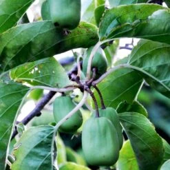 Stikkelsbærkiwi 'Issai' Actinidia Arguta 'Issai' Potte 7,5 Liter,- Opbundet 150-200 Cm.