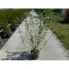Gulgrenet Kornel 'Flaviramea' Cornus Sericea 'Flaviramea' Potte 12 Liter,- 100-125 Cm. -Osmo Salgsbutik p616 33961 cornus sericea flaviramea f693