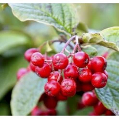Buklet Dværgmispel Cotoneaster Bullatus Solitær Busk 150-200 Cm. - Med Klump
