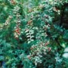 Vifte-Dværgmispel Cotoneaster Divaricatus Solitær Busk 150-175 Cm. - Med Klump -Osmo Salgsbutik p636 521 cotoneaster divaricatus 23fb