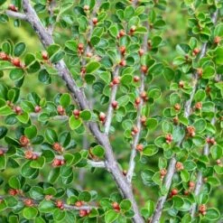 Fiskeben-Dværgmispel 'Cotali' Cotoneaster Horizontalis 'Cotali' 3,5 Liter Potte 9 Fiskeben-Dværgmispel 'Cotali' Cotoneaster Horizontalis 'Cotali' 3,5 Liter Potte -Osmo Salgsbutik p638 52510 cotoneaster horizontalis cotali d611