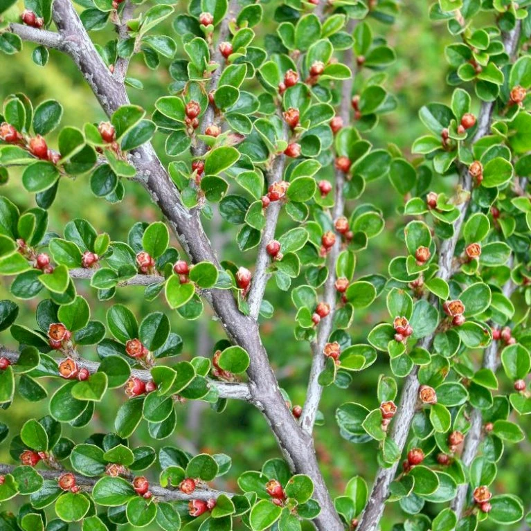 Fiskeben-Dværgmispel 'Cotali' Cotoneaster Horizontalis 'Cotali' 3,5 Liter Potte 5 Fiskeben-Dværgmispel 'Cotali' Cotoneaster Horizontalis 'Cotali' 3,5 Liter Potte - Billede 3