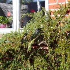 Fiskeben-Dværgmispel 'Cotali' Cotoneaster Horizontalis 'Cotali' 3,5 Liter Potte 10 Fiskeben-Dværgmispel 'Cotali' Cotoneaster Horizontalis 'Cotali' 3,5 Liter Potte -Osmo Salgsbutik p638 52511 cotoneaster horizontalis cotali 9ffb