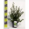 Glansdværgmispel Cotoneaster Lucidus Potte 4,0 Liter,- 50-60 Cm. -Osmo Salgsbutik p639 41797 cotoneaster lucidus f961