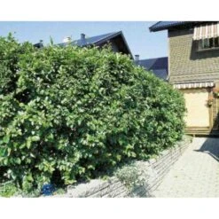 Glansdværgmispel Cotoneaster Lucidus Potte 4,0 Liter,- 50-60 Cm. -Osmo Salgsbutik p639 524 cotoneaster lucidus 3a3c