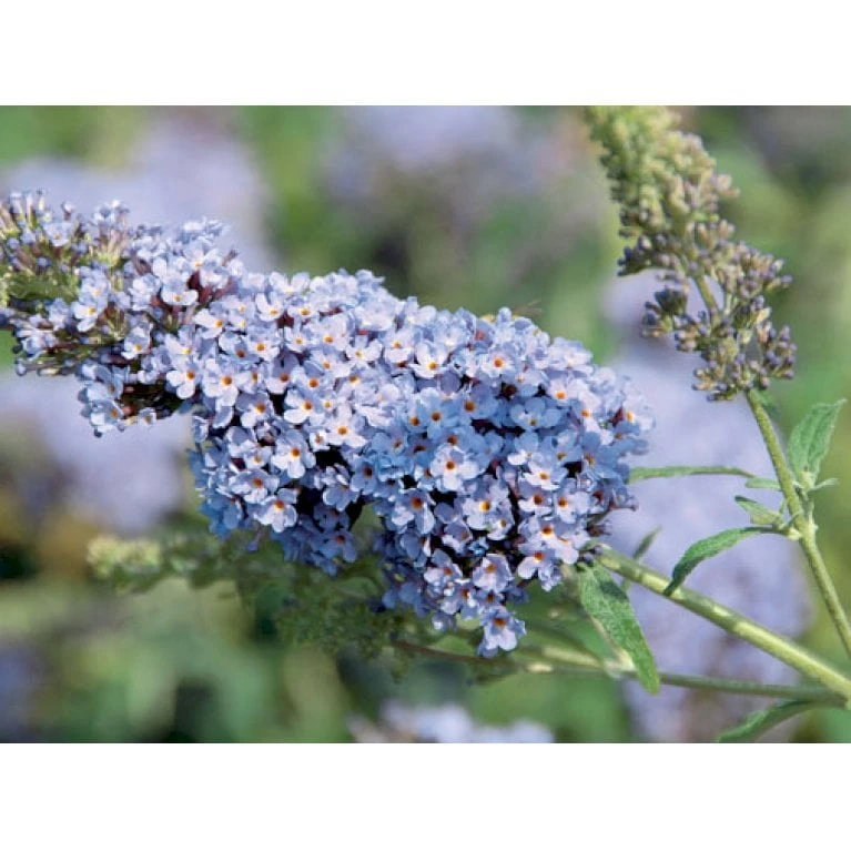 Sommerfuglebusk Buzz 'Sky Blue' Buddleja Buzz 'Sky Blue' 3,0 Liter Potte 5 Sommerfuglebusk Buzz 'Sky Blue' Buddleja Buzz 'Sky Blue' 3,0 Liter Potte - Billede 3