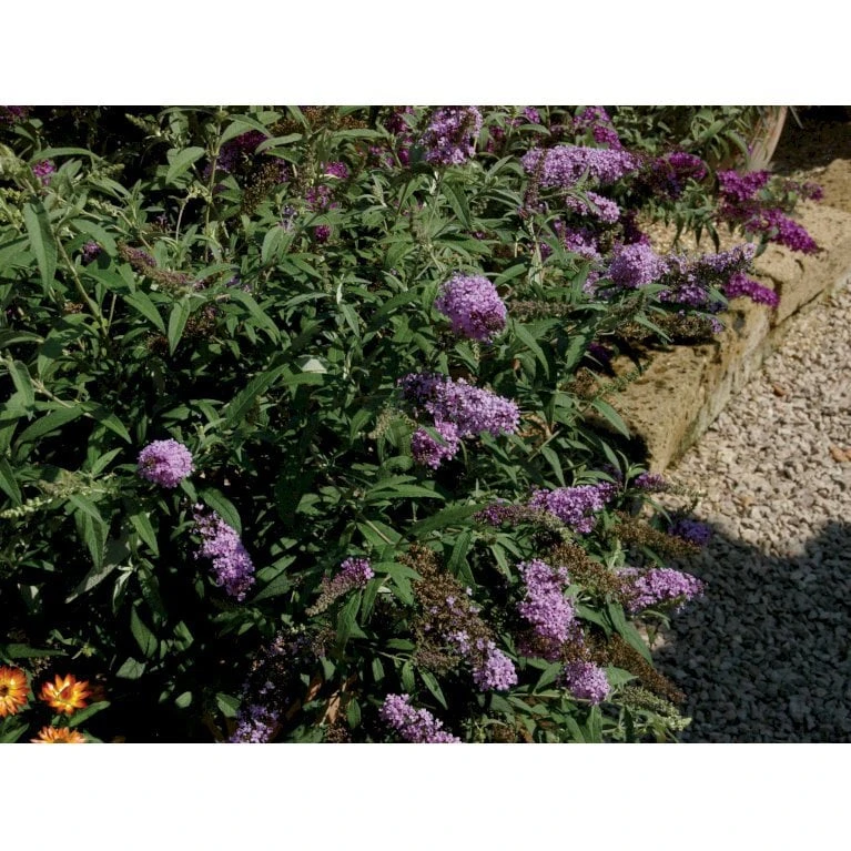 Sommerfuglebusk Buzz 'Sky Blue' Buddleja Buzz 'Sky Blue' 3,0 Liter Potte 3 Sommerfuglebusk Buzz 'Sky Blue' Buddleja Buzz 'Sky Blue' 3,0 Liter Potte