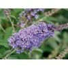 Sommerfuglebusk Buzz 'Violet' Buddleja Buzz 'Violet' 3,0 Liter Potte 2 Sommerfuglebusk Buzz 'Violet' Buddleja Buzz 'Violet' 3,0 Liter Potte -Osmo Salgsbutik p6558 38058 buddleja buzz violet cad6
