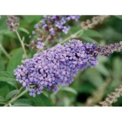 Sommerfuglebusk Buzz 'Violet' Buddleja Buzz 'Violet' 3,0 Liter Potte