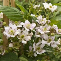 Tornfri Brombær 'Black Satin' Rubus Fruticosus 'Black Satin' Opbundet Til Ca. 40 Cm., Med Potte -Osmo Salgsbutik p6564 48813 rubus fruticosus black satin 3cca