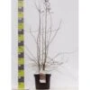 Engriflet Hvidtjørn Crataegus Monogyna Potte 12 Liter,- 100-125 Cm. -Osmo Salgsbutik p659 42425 crataegus monogyna haek 018e