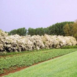 Engriflet Hvidtjørn Crataegus Monogyna Potte 12 Liter,- 100-125 Cm. -Osmo Salgsbutik p659 54063 crataegus monogyna d84b