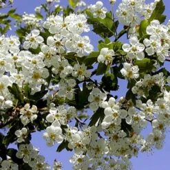 Engriflet Hvidtjørn Crataegus Monogyna Potte 12 Liter,- 100-125 Cm. -Osmo Salgsbutik p659 54064 crataegus monogyna 5cd0