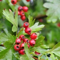 Engriflet Hvidtjørn Crataegus Monogyna Potte 12 Liter,- 100-125 Cm. -Osmo Salgsbutik p659 54065 crataegus monogyna 4151