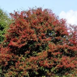 Engriflet Hvidtjørn Crataegus Monogyna Potte 12 Liter,- 100-125 Cm. -Osmo Salgsbutik p659 54141 crataegus monogyna f313