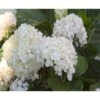 Hortensia 'Endless Summer The Bride' Hydrangea 'Endless Summer The Bride' 5 Liter Potte 1 Hortensia 'Endless Summer The Bride' Hydrangea 'Endless Summer The Bride' 5 Liter Potte -Osmo Salgsbutik p6618 4376 hydrangea endless summer the bride e946