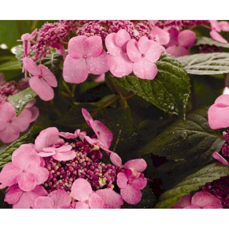Hortensia 'Twist-N-Shout' Hydrangea 'Endless Summer Twist-n-shout' 5 Liter Potte 3 Hortensia 'Twist-N-Shout' Hydrangea 'Endless Summer Twist-n-shout' 5 Liter Potte