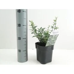 Benved 'Harlequin' Euonymus Fortunei 'Harlequin' Potte 2,0 Liter,- 20-25 Cm. 11 Benved 'Harlequin' Euonymus Fortunei 'Harlequin' Potte 2,0 Liter,- 20-25 Cm. -Osmo Salgsbutik p6634 38442 image 44bf