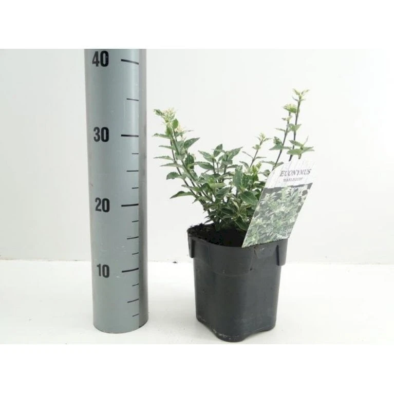 Benved 'Harlequin' Euonymus Fortunei 'Harlequin' Potte 2,0 Liter,- 20-25 Cm. 5 Benved 'Harlequin' Euonymus Fortunei 'Harlequin' Potte 2,0 Liter,- 20-25 Cm. - Billede 3